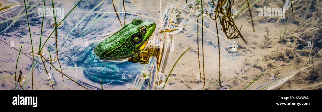 A frog sitting in the warm waters of a Wisconsin pond. Stock Photo