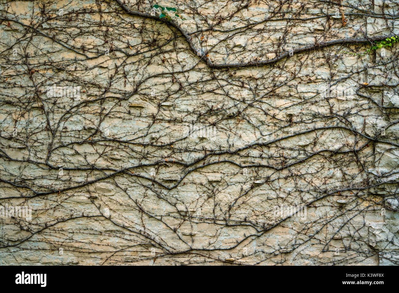 Vines, leaves, and branches growing on a Wisconsin wall Stock Photo Alamy