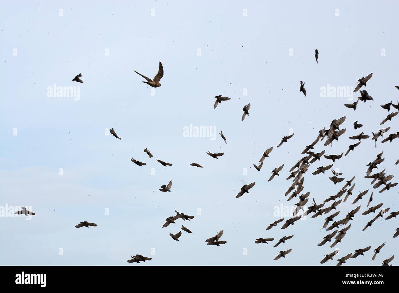 Peregrine Falcon, Falco peregrinus, adult, in flight, panicking Common Starling, Sturnus vulgaris, flock, in Lancashire, UK Stock Photo