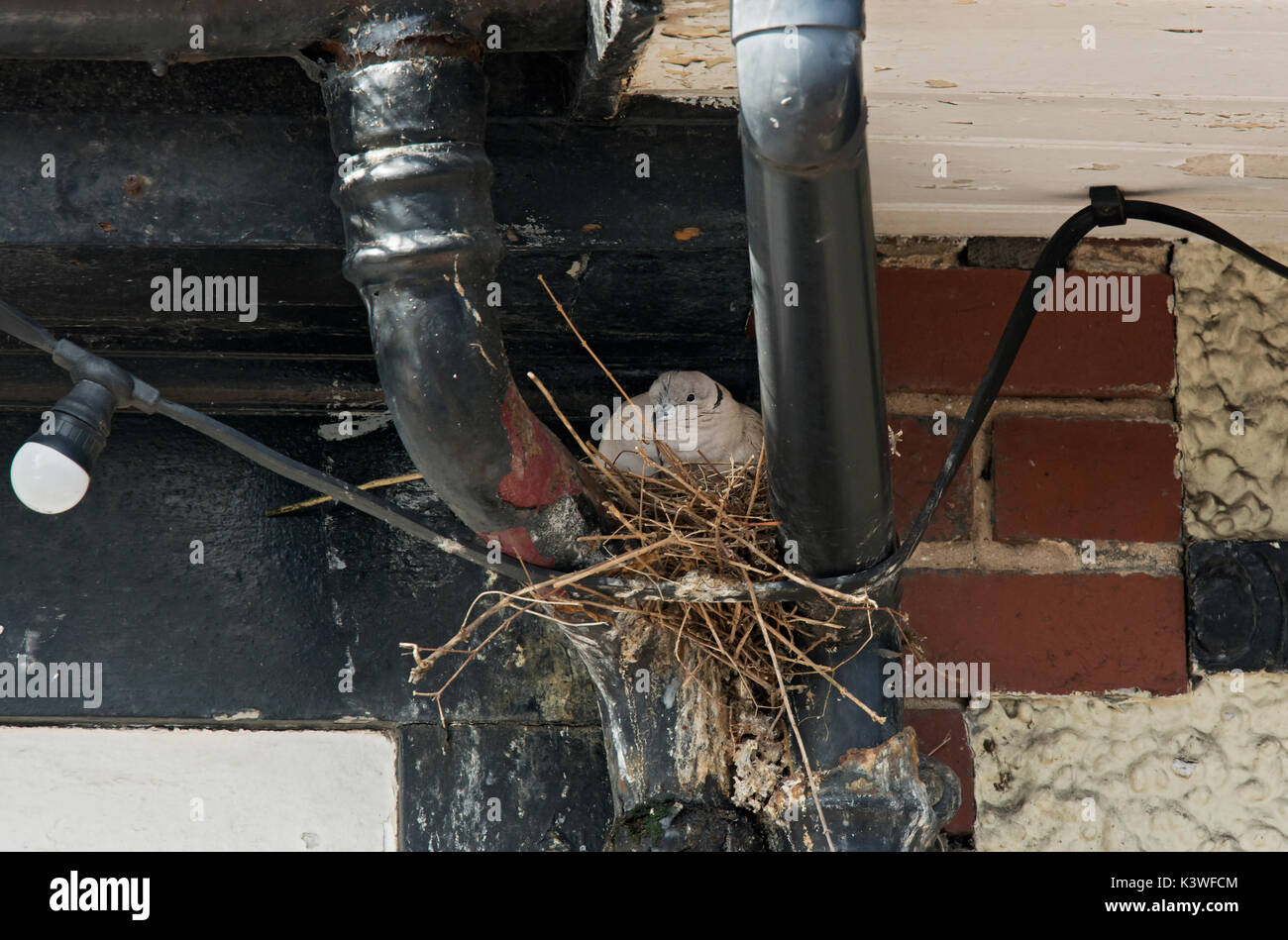 Eurasian collared dove, Streptopelia decaocto, in nest on drainpipe, Lancashire, UK Stock Photo