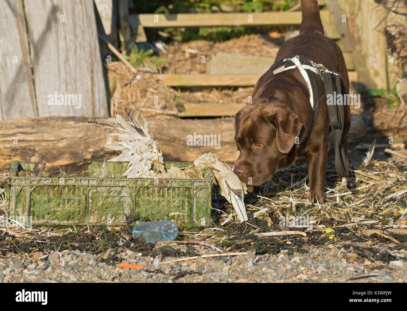 Dog inspecting a dead Gannet, Morus bassanus, washed up on beach in plastic crate, Lancashire, UK Stock Photo