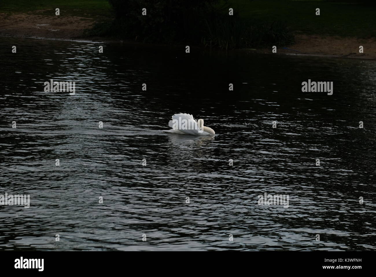 The mute swan hampton court hires stock photography and images Alamy