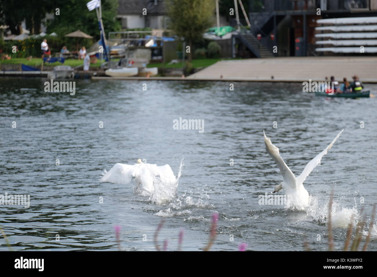 The mute swan hampton court hires stock photography and images Alamy
