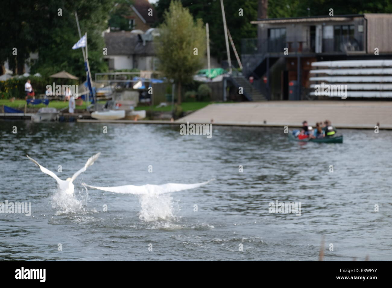 The mute swan hampton court hires stock photography and images Alamy