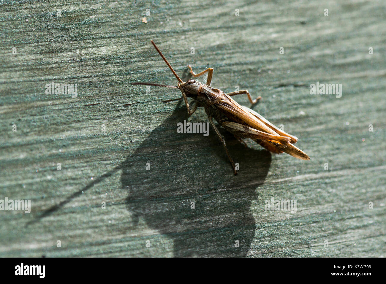 A common field grasshopper (Chorthippus brunneus) Stock Photo