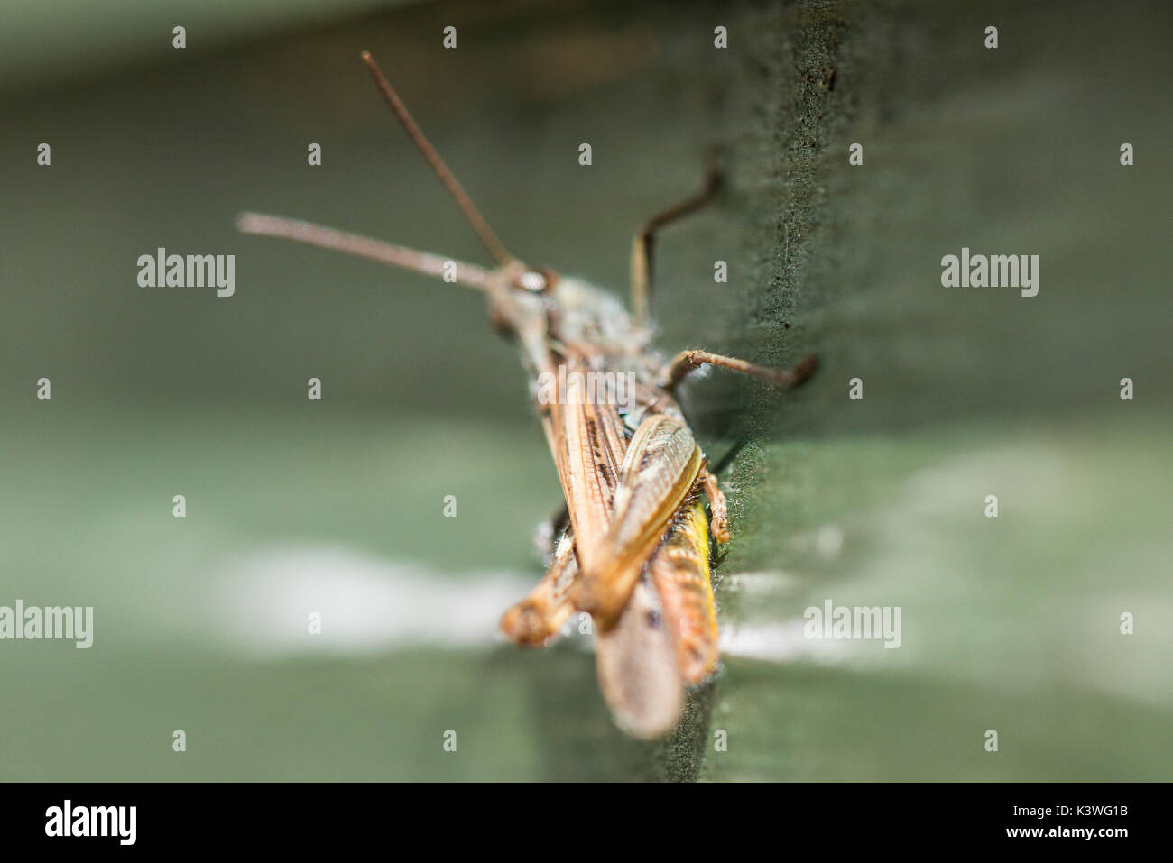 A common field grasshopper (Chorthippus brunneus) Stock Photo