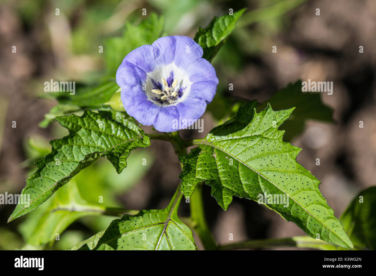 A flower on a shoo-fly plant (Nicandra physalodes) Stock Photo