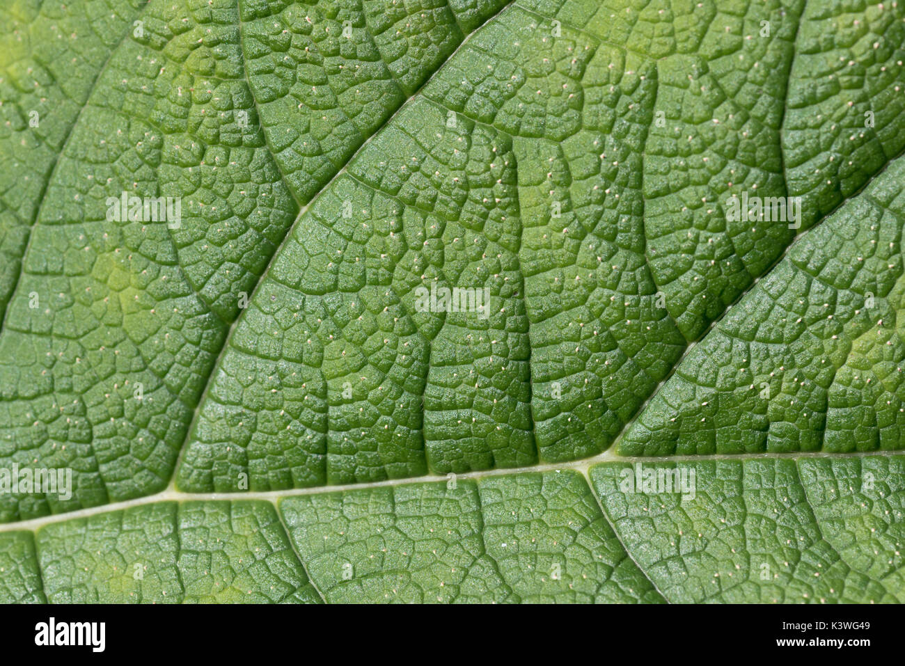 Giant Rhubarb Leaf texture pattern at Kew Gardens in London Stock Photo
