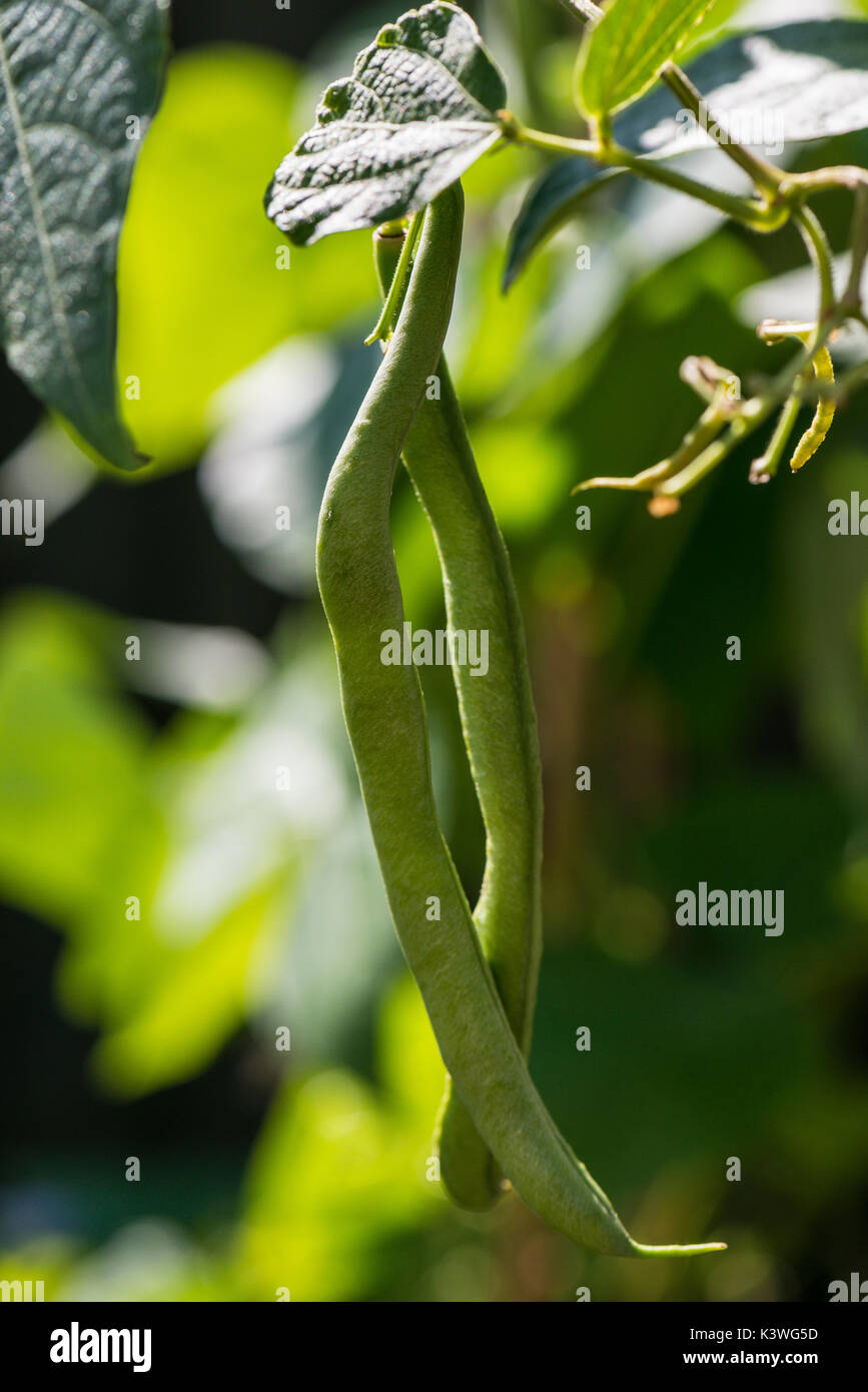 Common beans (Phaseolus vulgaris) growing on vines Stock Photo