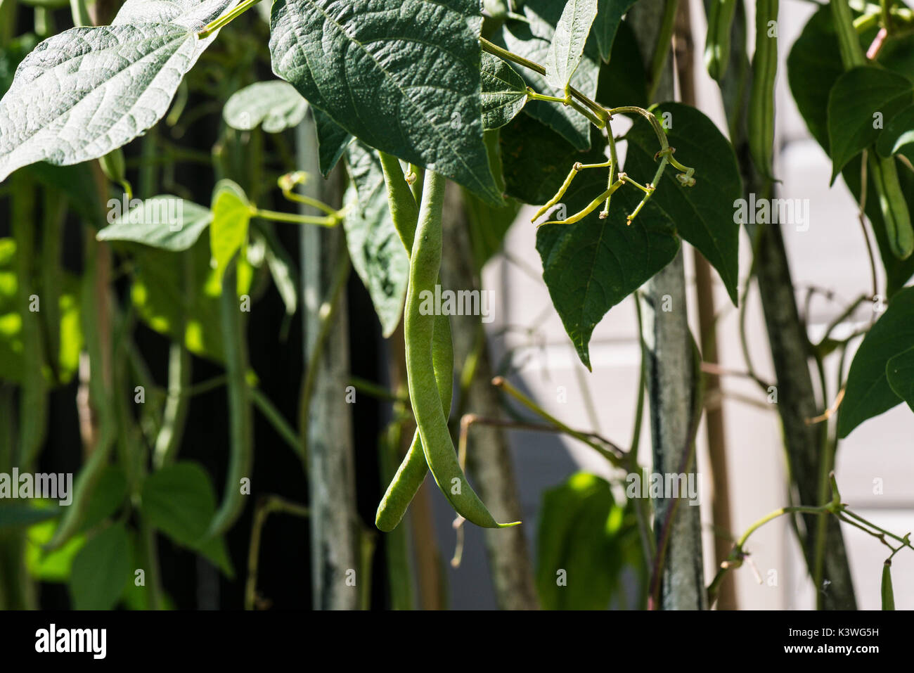 Common beans (Phaseolus vulgaris) growing on vines Stock Photo Alamy