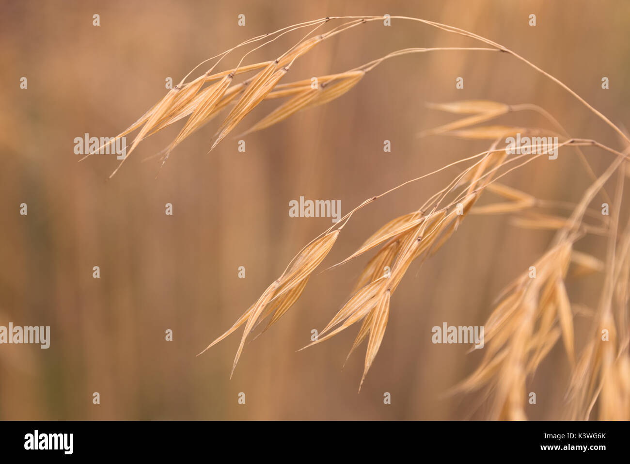 Stipa Gigantea tall dry grass in the wind in Cambridge botanical gardens Stock Photo