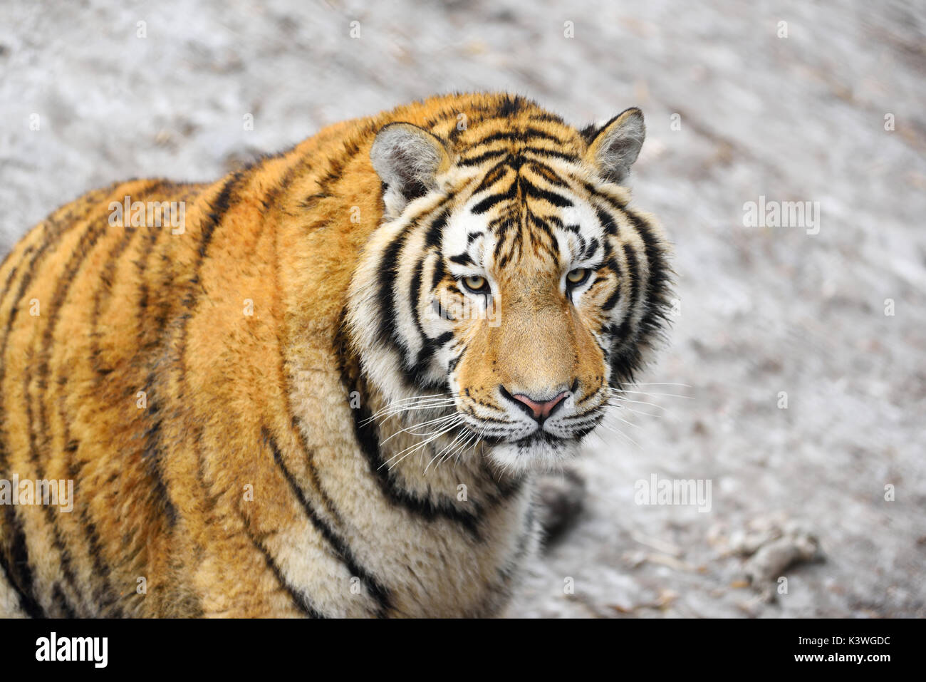 North china tiger hi-res stock photography and images - Alamy