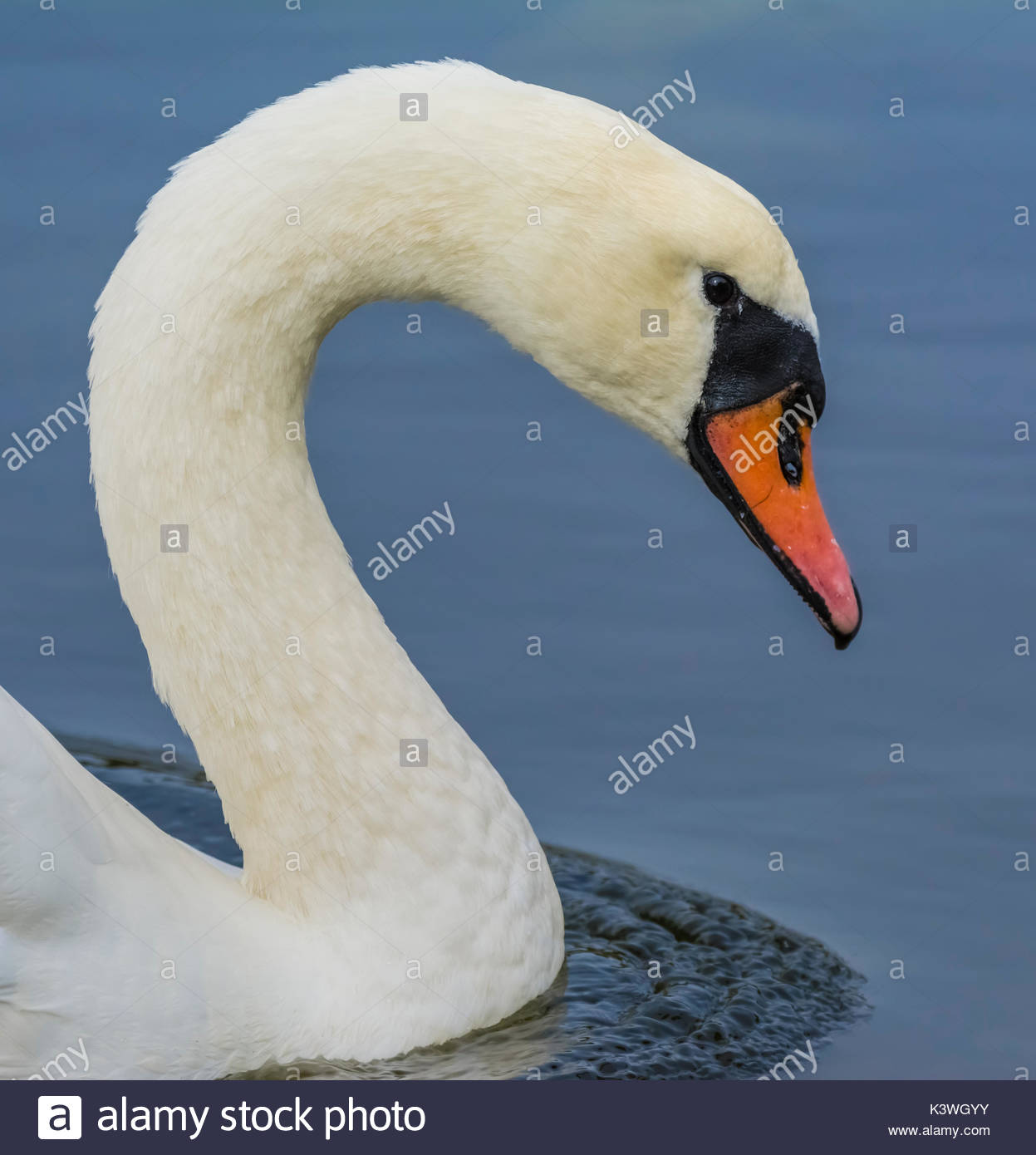 Swans Stock Photos Swans Stock Images Alamy