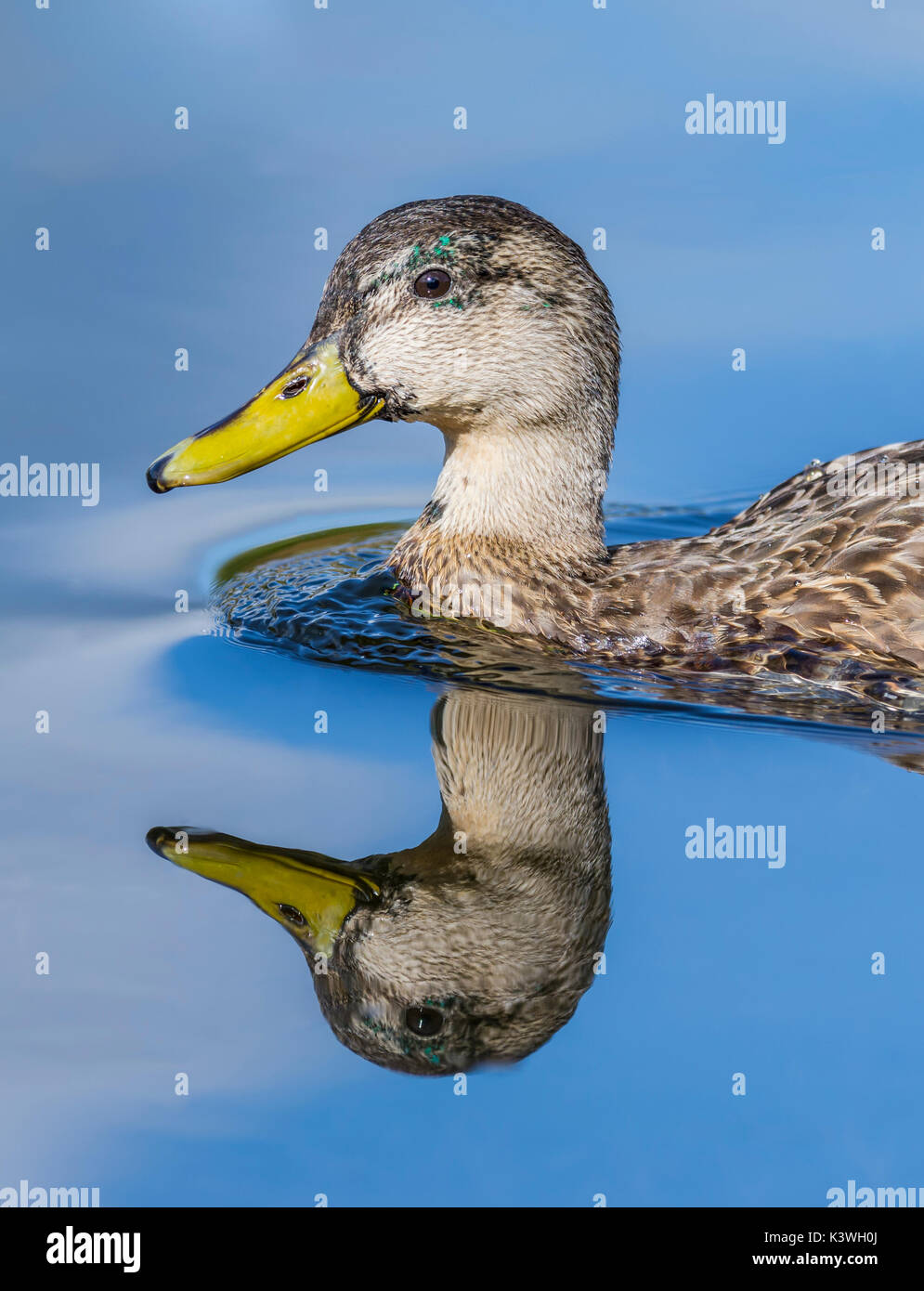 Female Mallard duck (Anas platyrhynchos) head and neck portrait, swimming in water with a perfect reflection, in the UK. Stock Photo