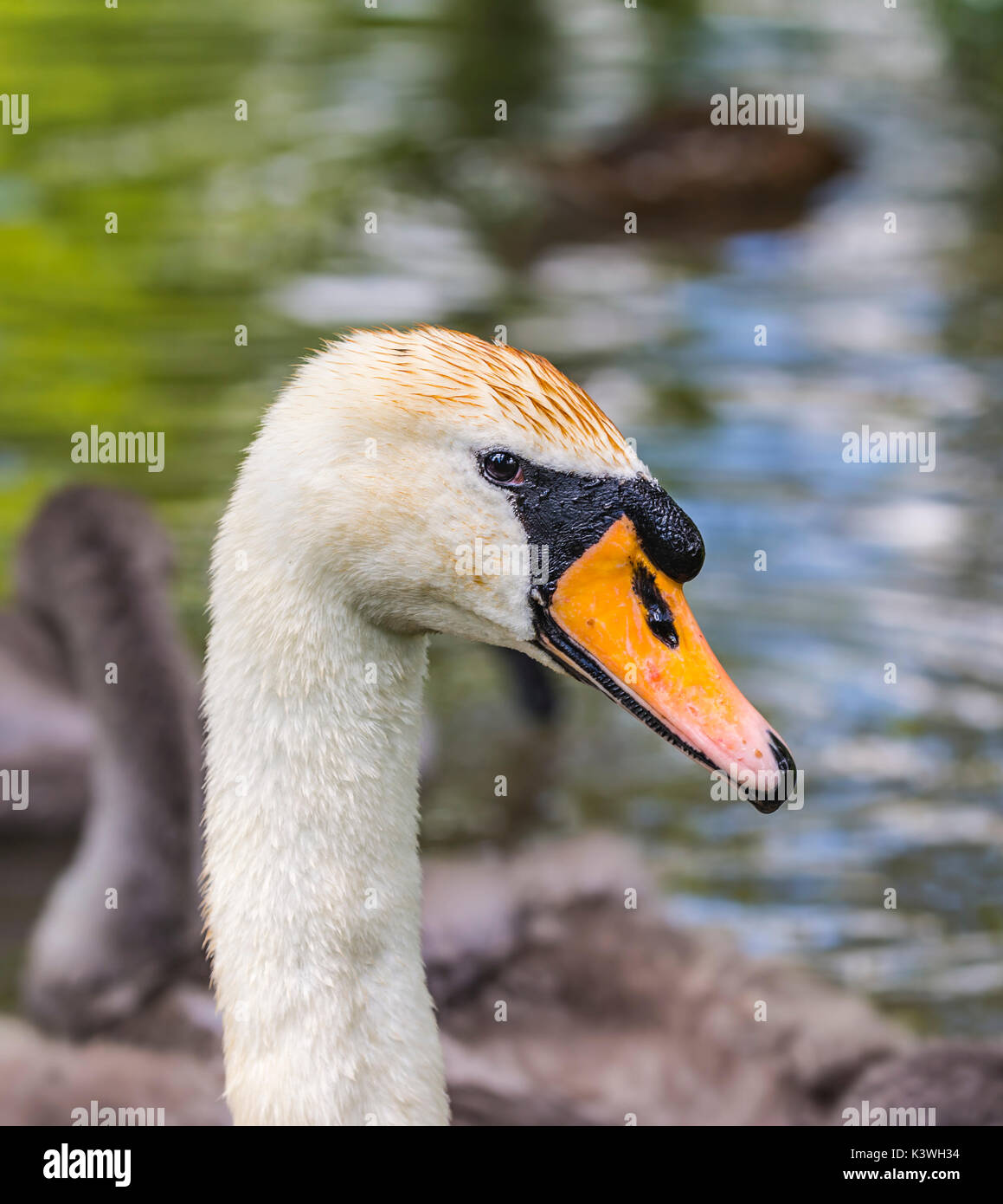 White Mute Swan (Cygnus olor) neck and head portrait, close up. Stock Photo