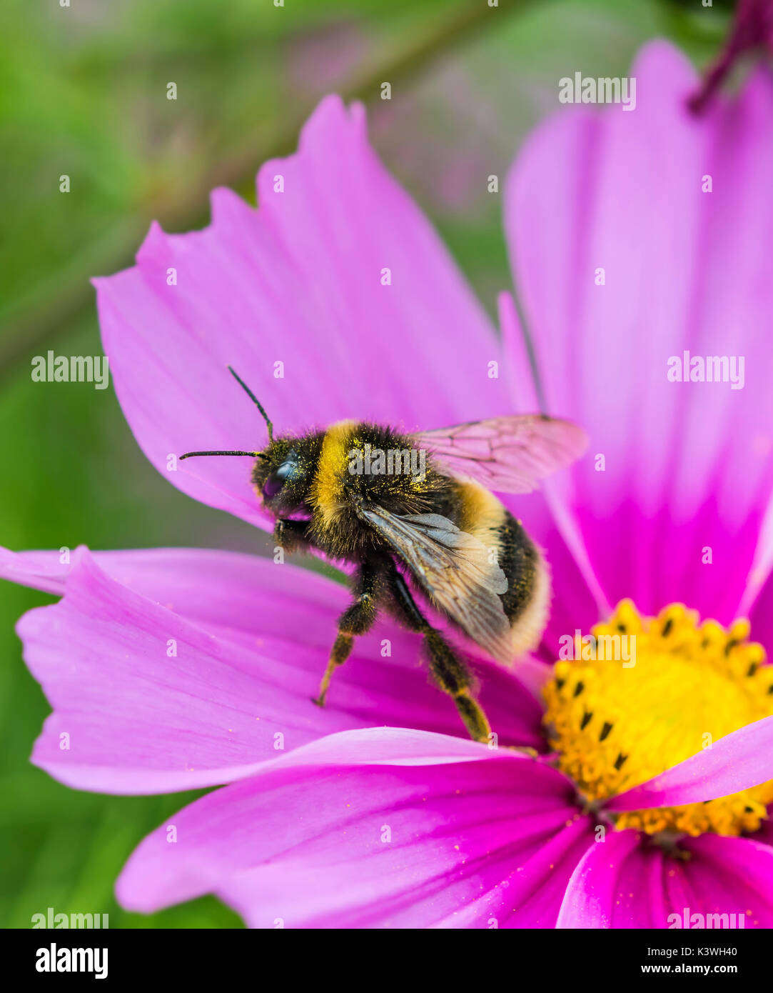 Buff Tailed Bumblebee (Bombus terrestris) on a pink Cosmos bipinnatus flower in Summer in West Sussex, UK. Bumblebee portrait. Copy space. Stock Photo