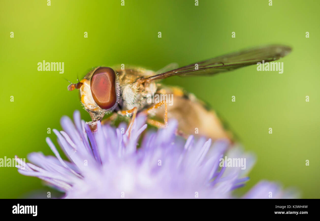 Episyrphus balteatus, commonly known as a Marmalade Hoverfly or