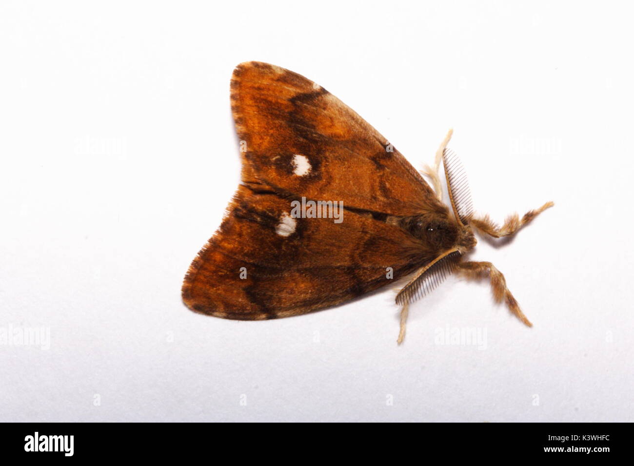 Male Vapourer moth Stock Photo