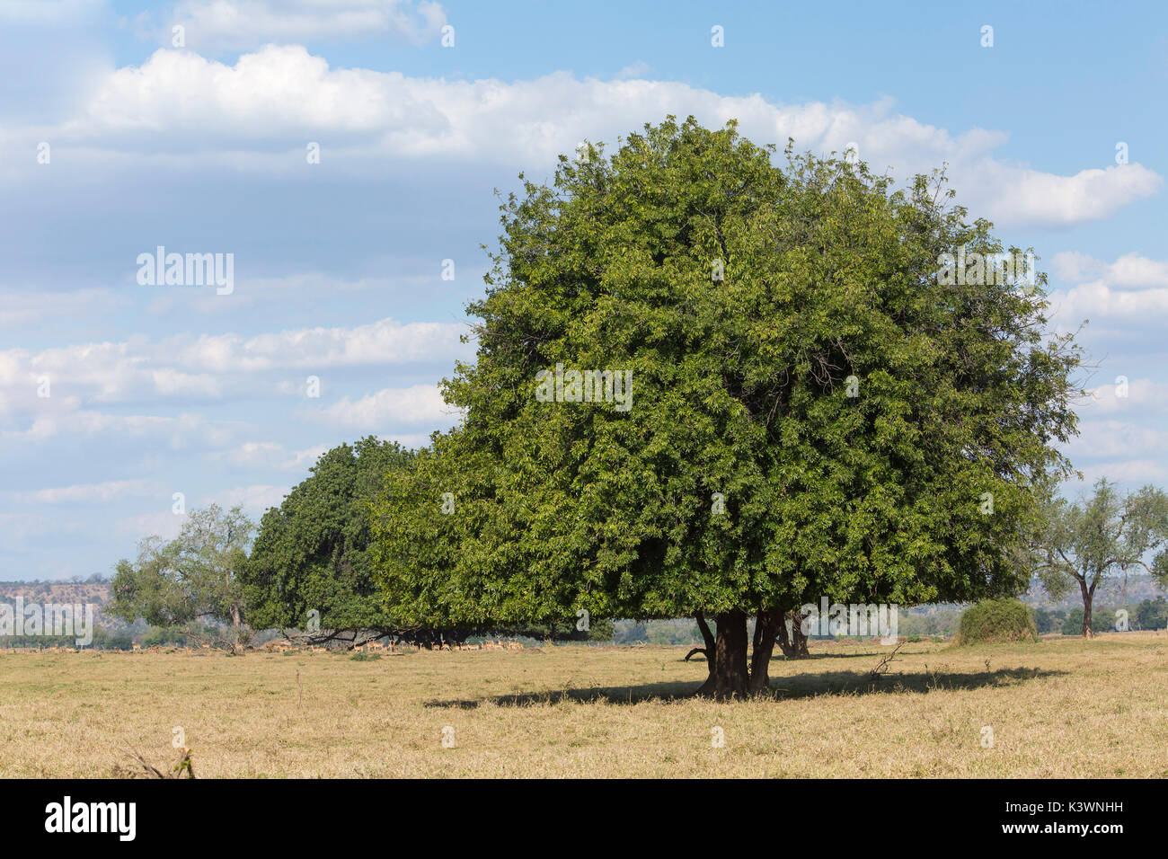 Trichilia emetica trees on the Runde river floodplain showing a sharp, clear browse-line from browsing by kudu and impalas Stock Photo