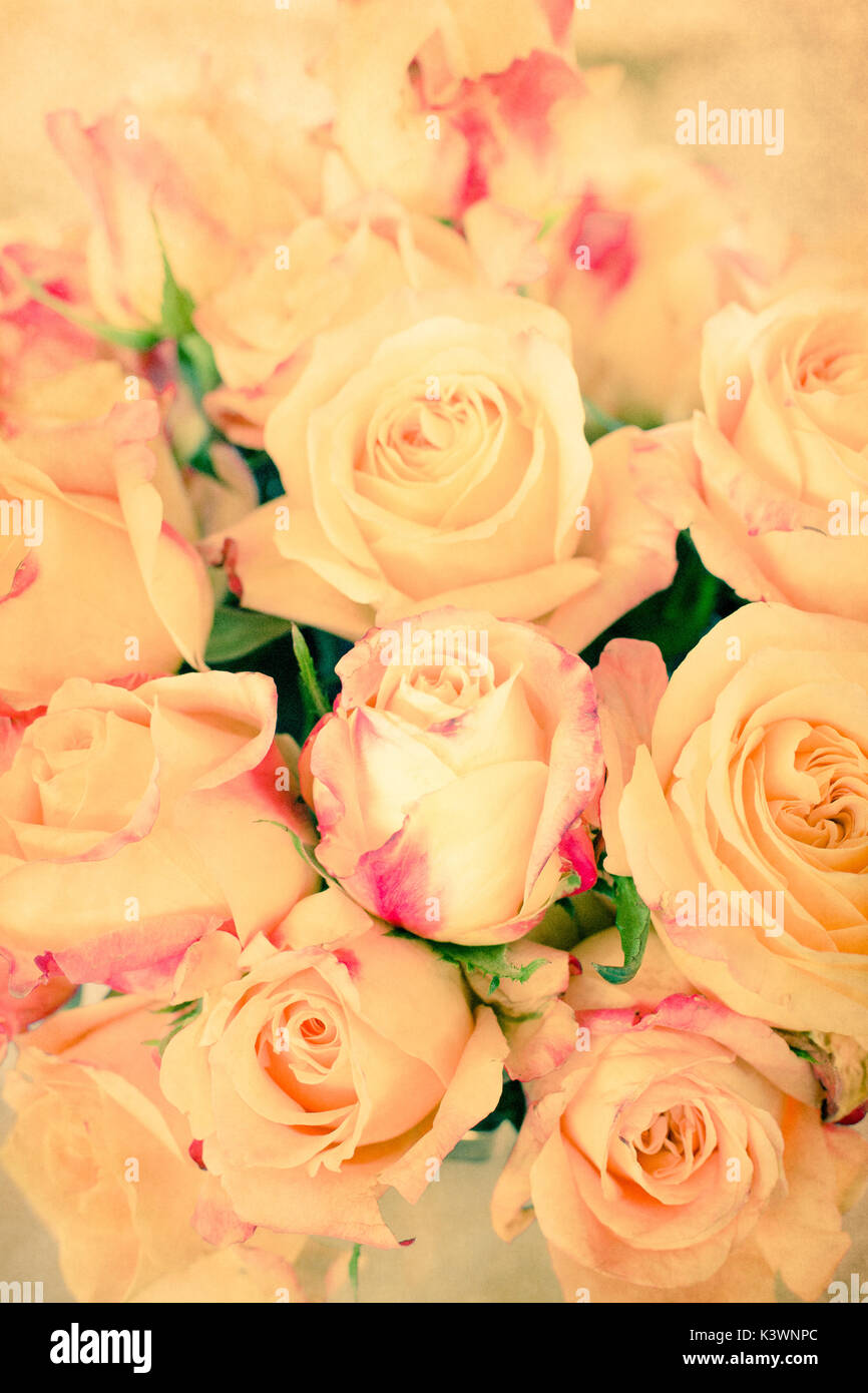 Soft pink tips hires stock photography and images Alamy