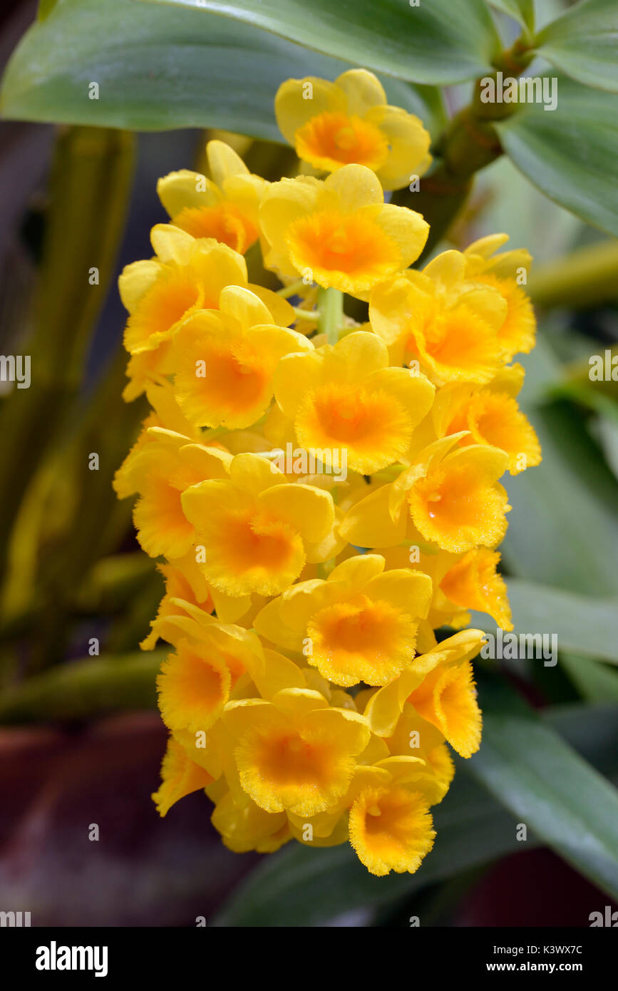 Densely Flowered Dendrobium Dendrobium densiflorum Stock Photo