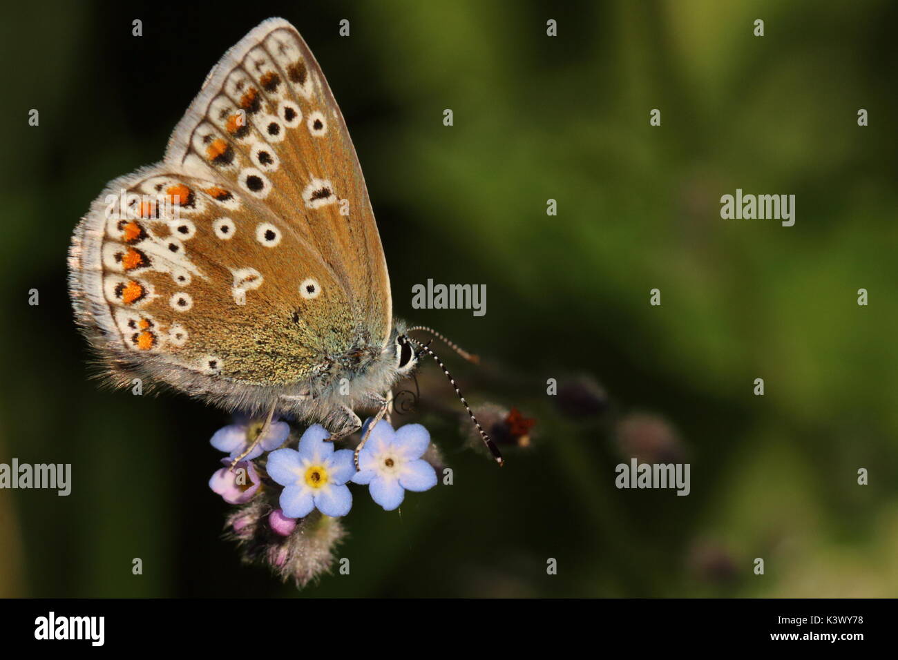 Female Common Blue butterfly Stock Photo