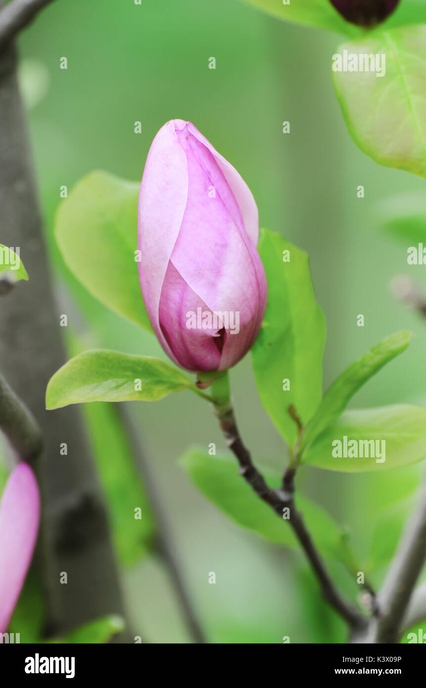 Magnolia flower bud Stock Photo - Alamy