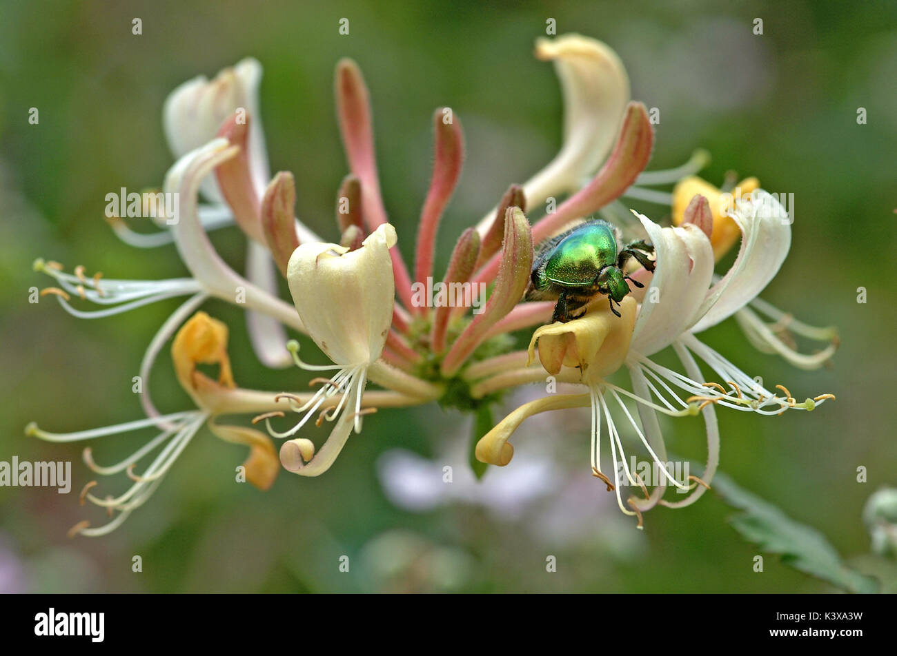 Honeysuckle rose hi-res stock photography and images - Alamy