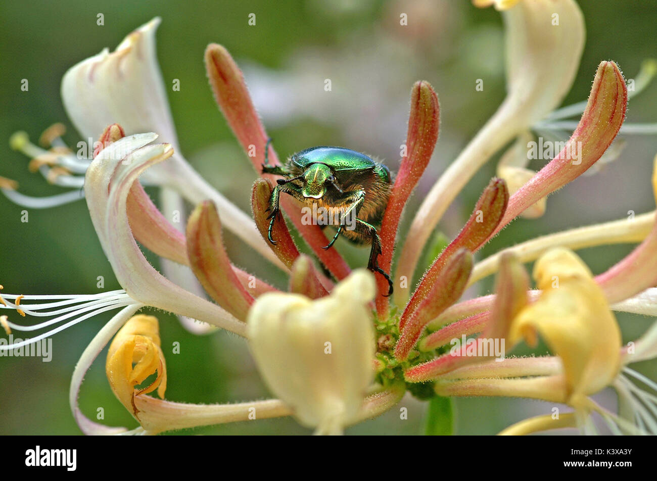 Bronze green rose beetle hi-res stock photography and images - Alamy