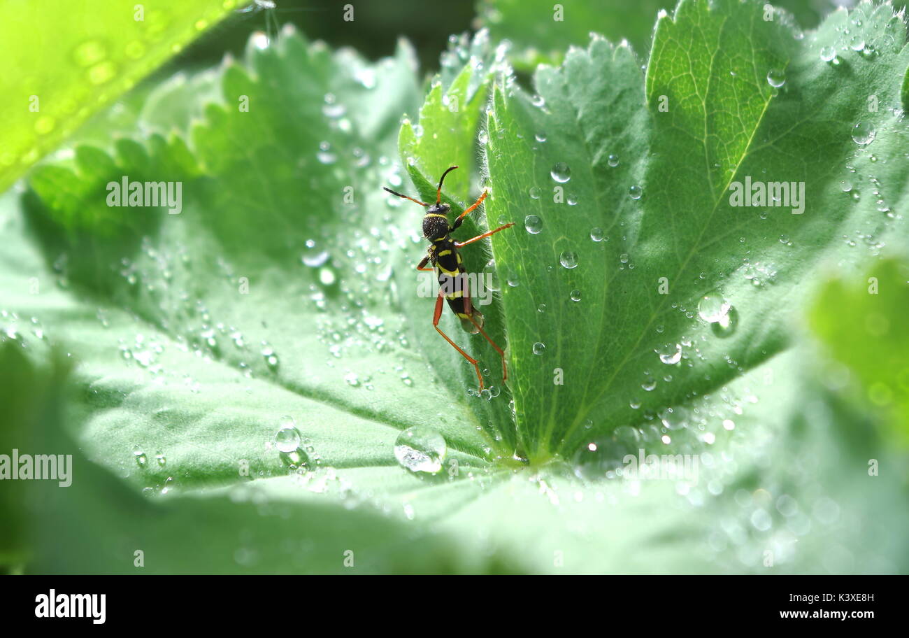 Wasp beetle and dew drops Stock Photo