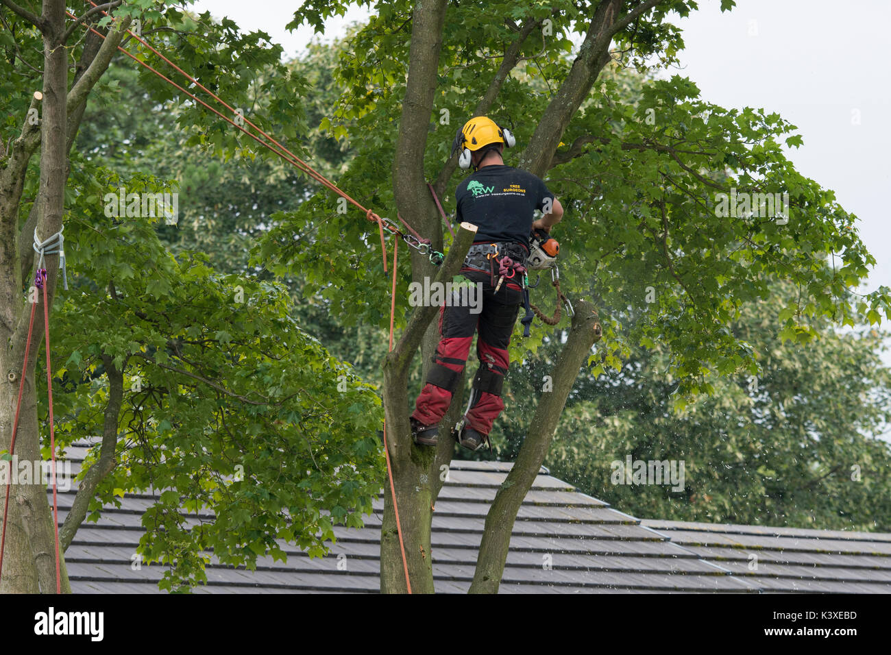 Tree surgeon working in protective gear, using climbing ropes for safety & holding chainsaw, high in branches of garden tree - Yorkshire, England, UK. Stock Photo