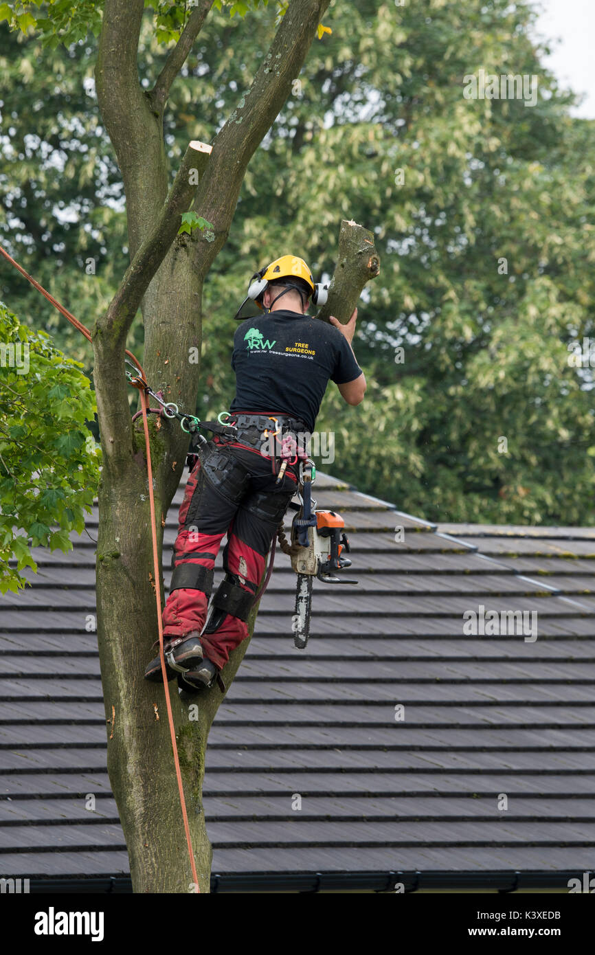 Tree surgeon working in protective gear, using climbing ropes for safety & with chainsaw, is high in branches of garden tree - Yorkshire, England, UK. Stock Photo