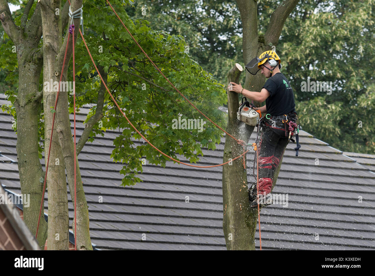 Tree surgeon working in protective gear, using climbing ropes for safety & holding chainsaw, high in branches of garden tree - Yorkshire, England, UK. Stock Photo