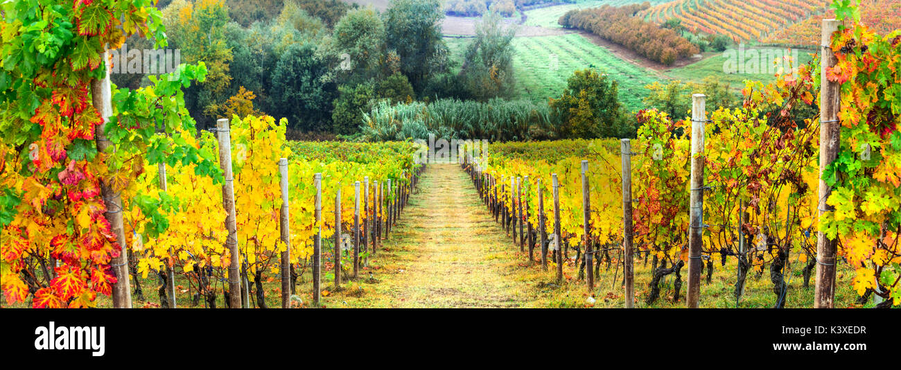 Autumn scenic landscape - golden vineyards of Piedmont - vine region of Italy Stock Photo