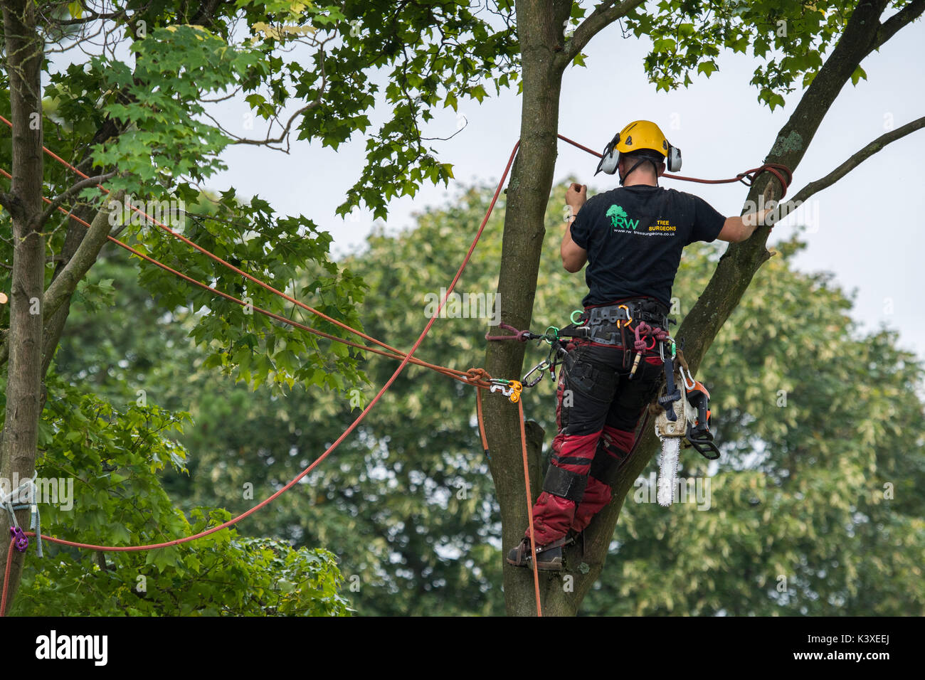 Tree surgeon working in protective gear, using climbing ropes for safety & with chainsaw, is high in branches of garden tree - Yorkshire, England, UK. Stock Photo