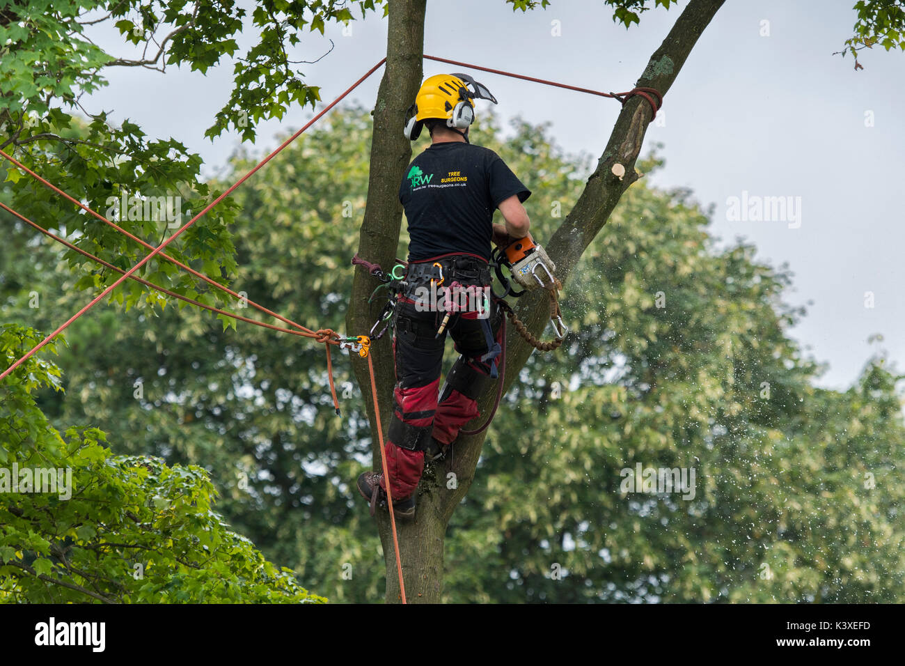 Tree surgeon working in protective gear, using climbing ropes for safety & holding chainsaw, high in branches of garden tree - Yorkshire, England, UK. Stock Photo