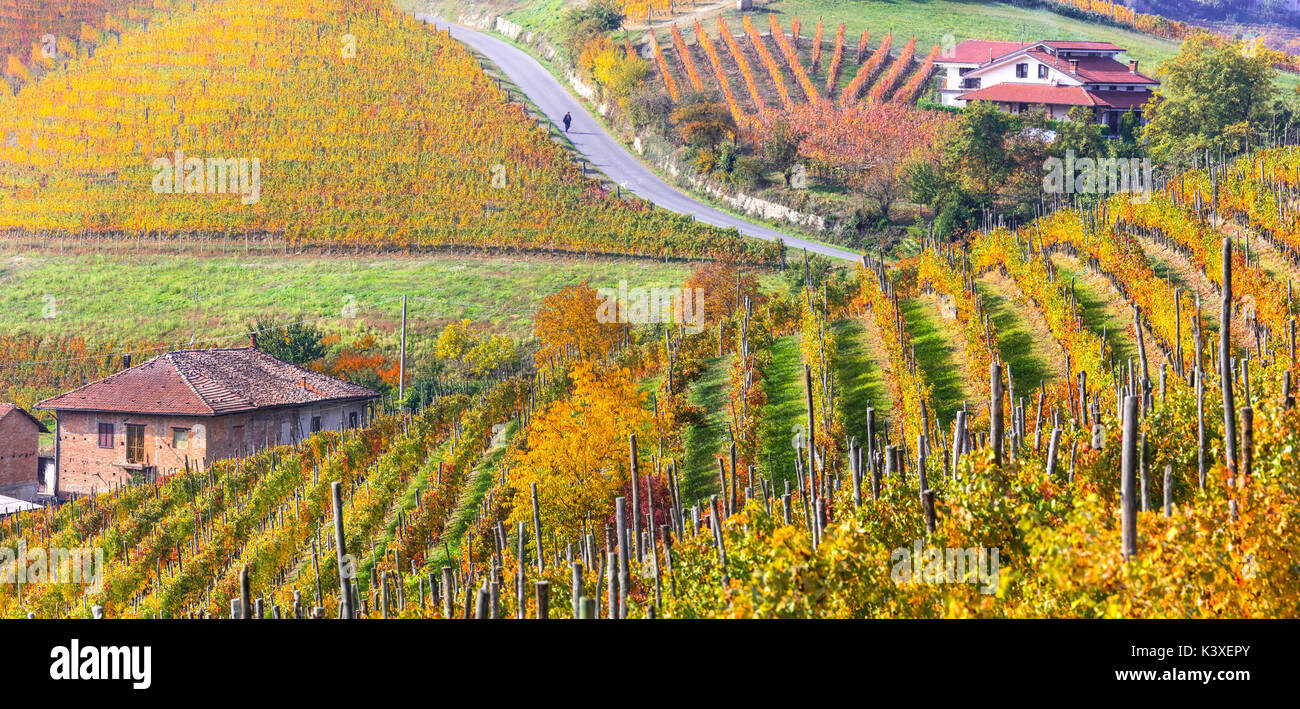 Autumn scenic landscape - golden vineyards of Piedmont - vine region of Italy Stock Photo