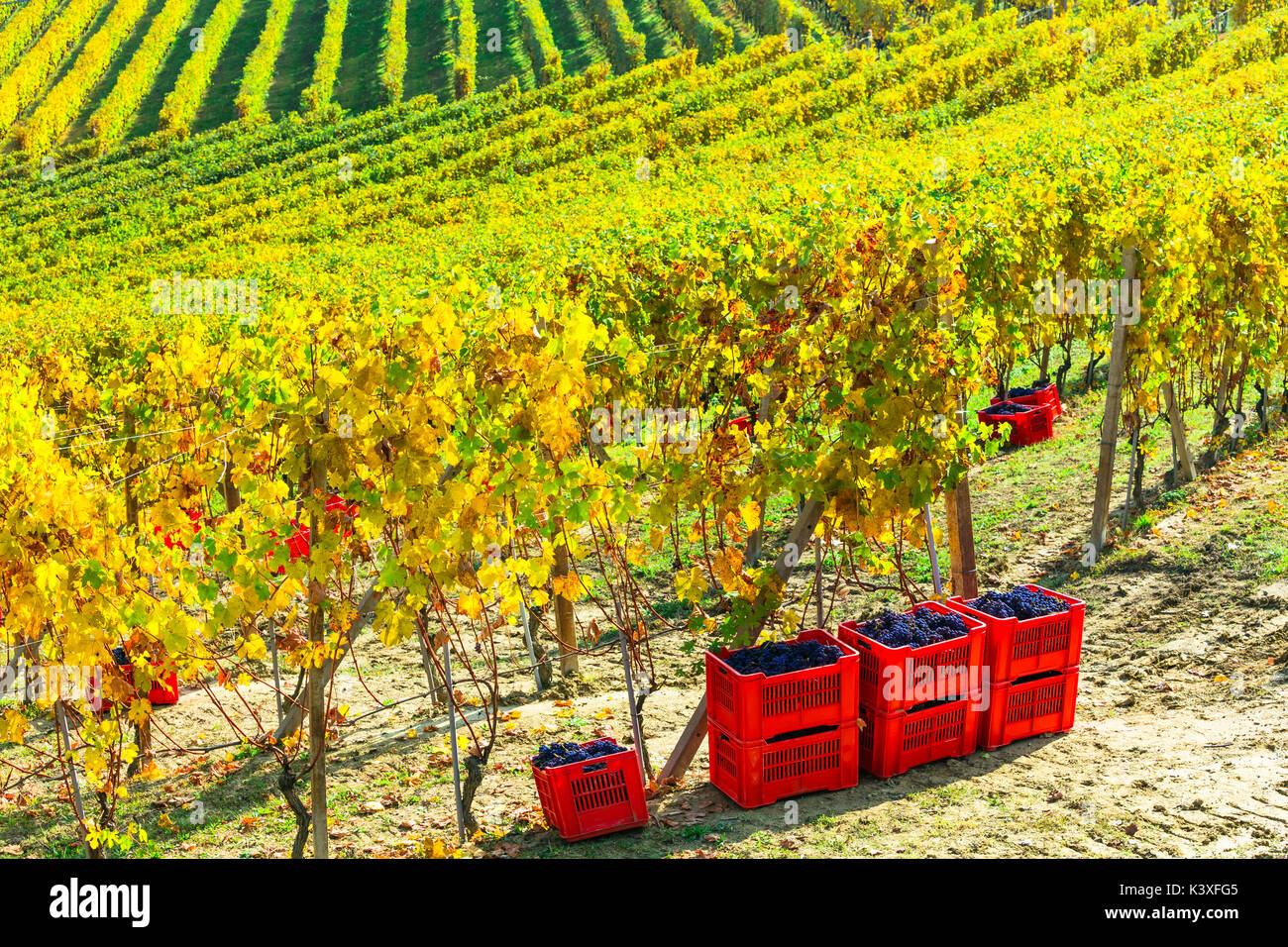 Panoramic view of vineyards,Piemonte,Italy. Stock Photo