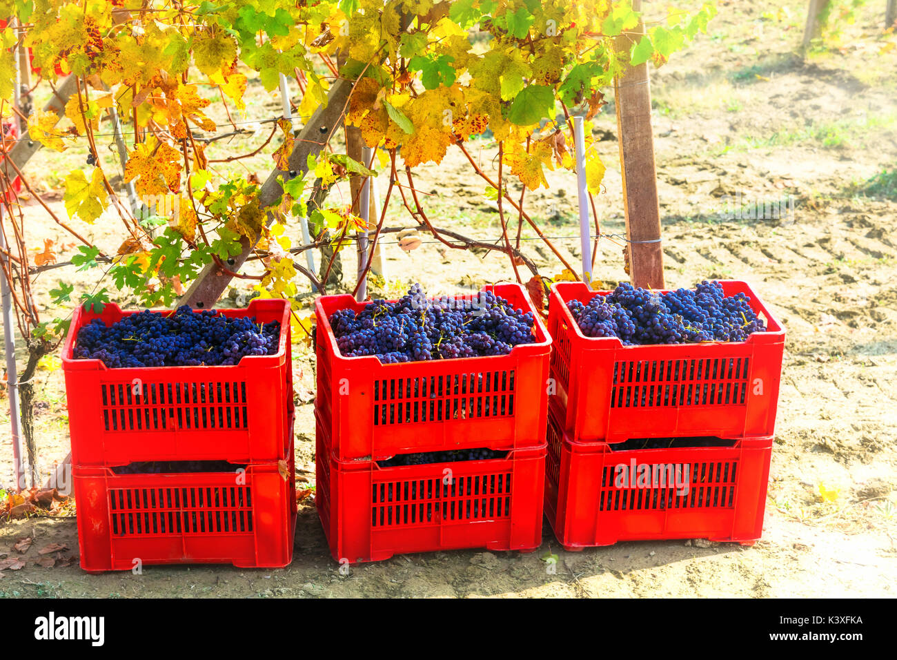 Autumn harvest vineyards and grape,Piemonte,Italy. Stock Photo