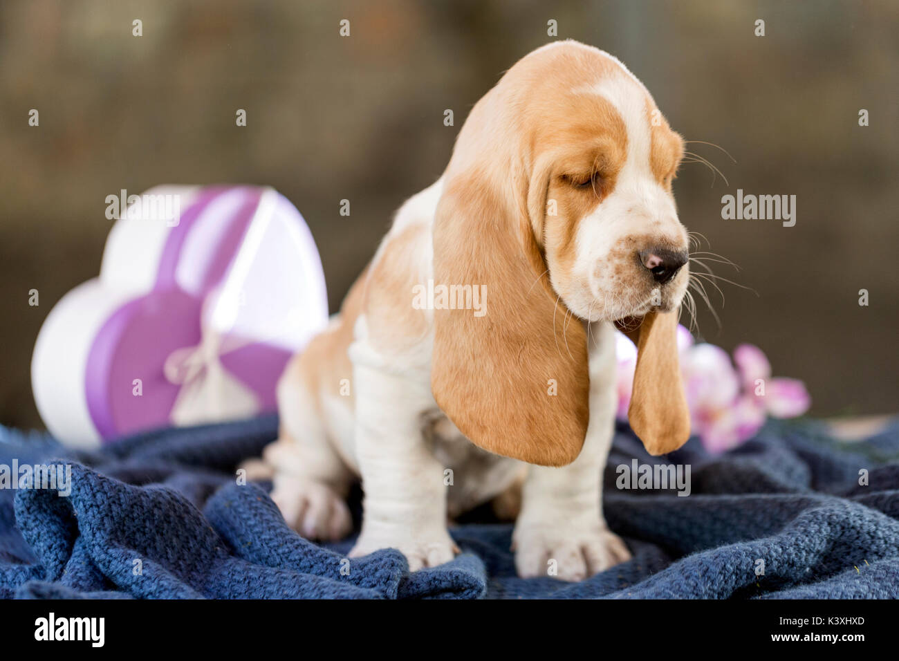 owalo design Hush Puppies Hunderasse