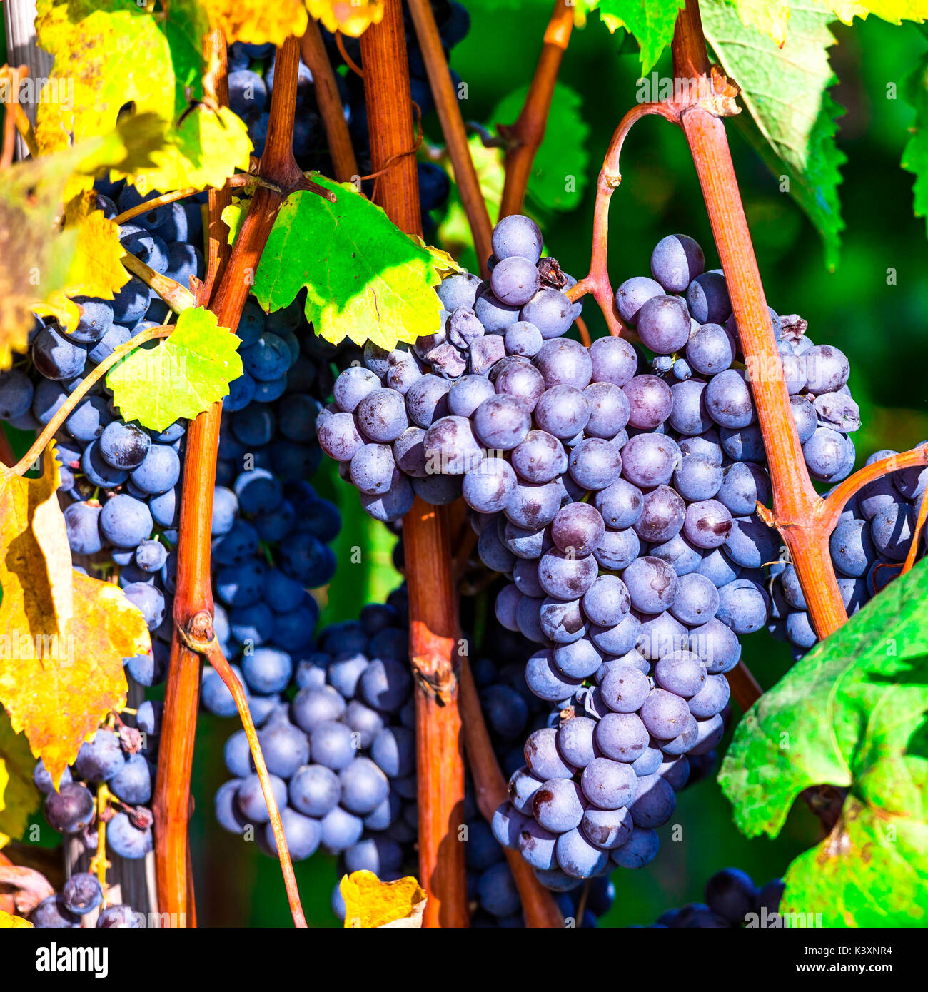Grape harvesting italy hires stock photography and images Alamy