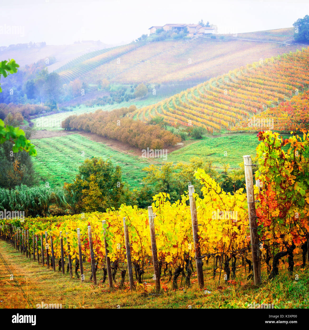 Impressive multicolored vineyards in Piemonte,Italy. Stock Photo