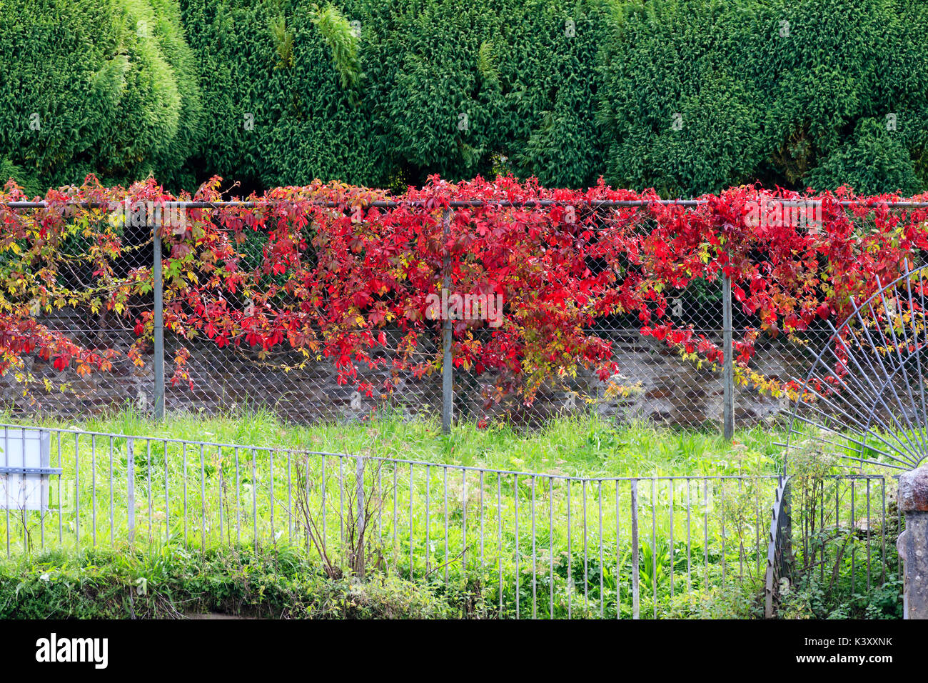 Bright red autumn colour of Virginia creeper, Parthenocissus quinquefolia, on a fence at Lopwell Dam, Devon Stock Photo