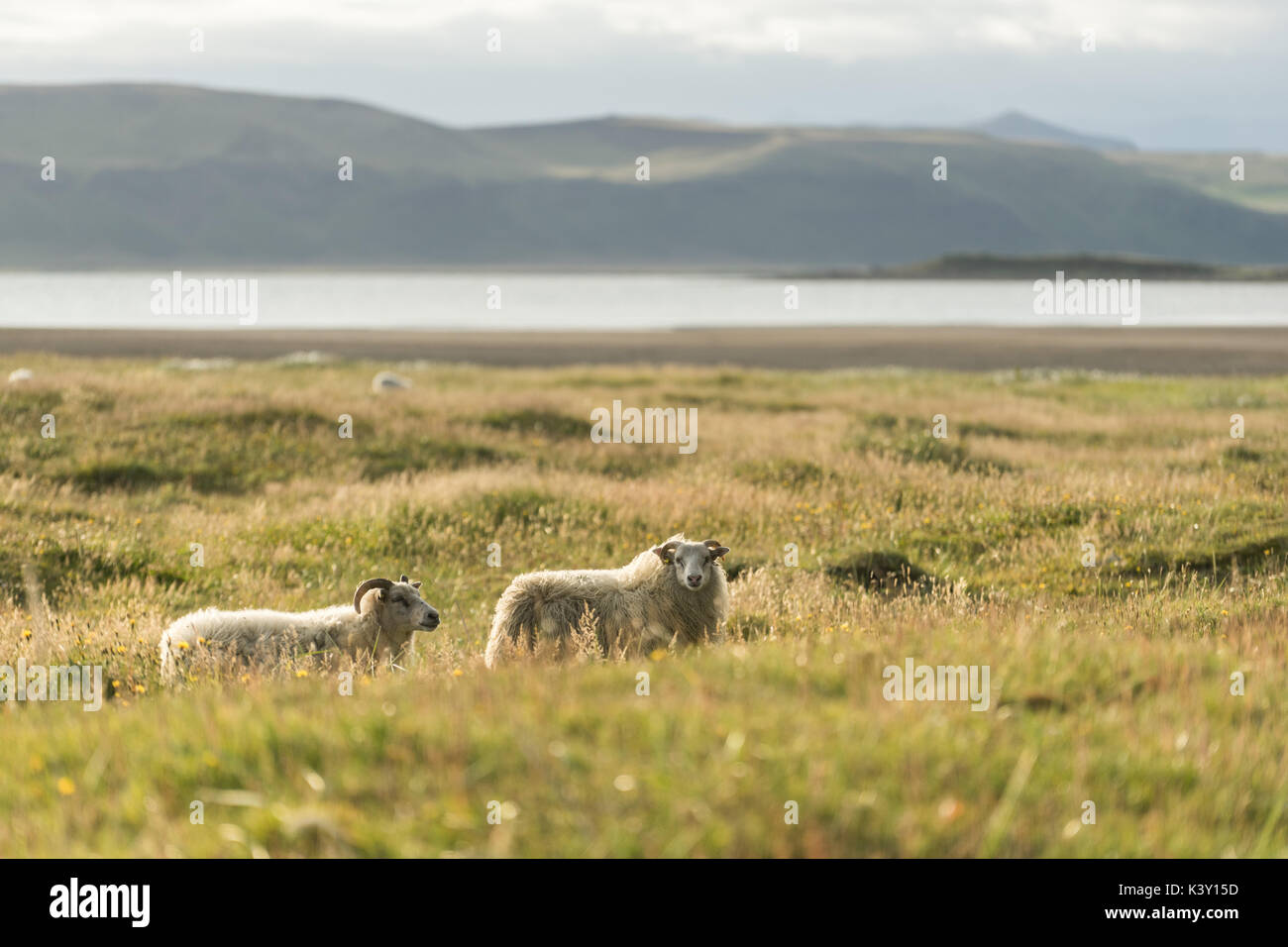 iceland grass Tundra grass