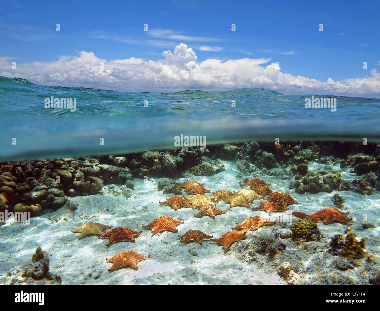 Split view in the ocean with group of starfish underwater and above surface, blue sky with cloud Stock Photo