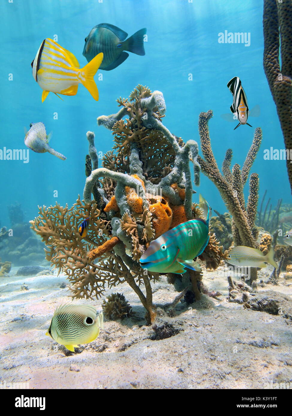 Underwater life in the Caribbean sea with tropical fish and sponges tangled with coral Stock Photo