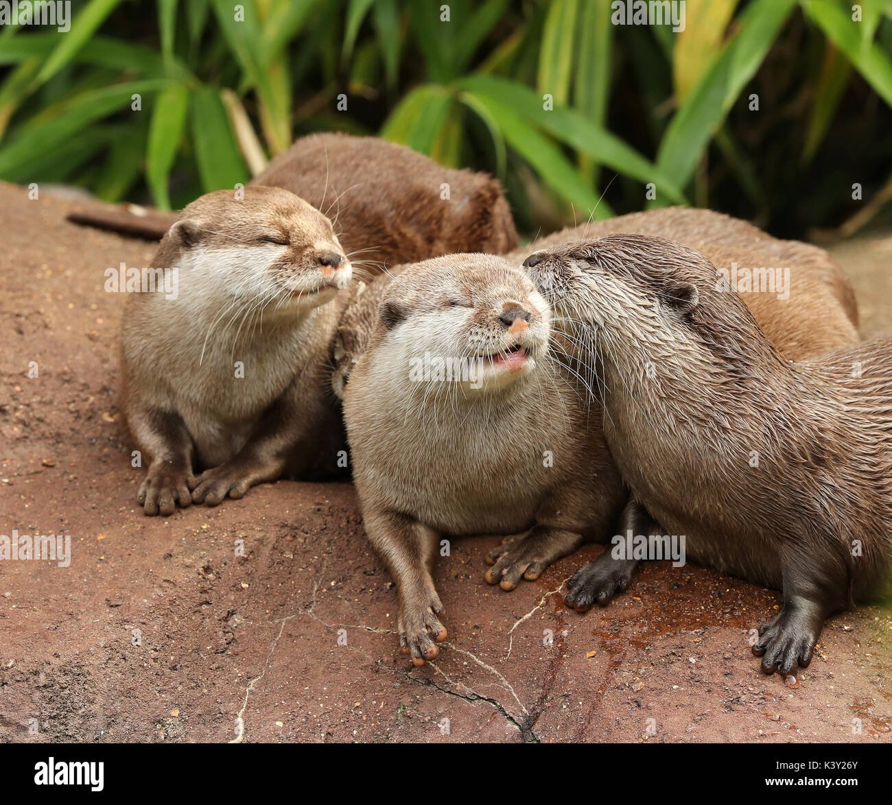A family of Oriental Short Clawed Otters cuddling Stock Photo