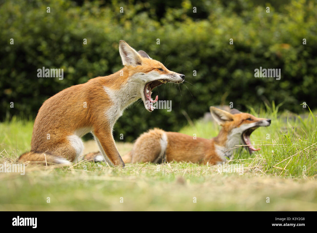 This years fox cub siblings sharing a yawn Stock Photo