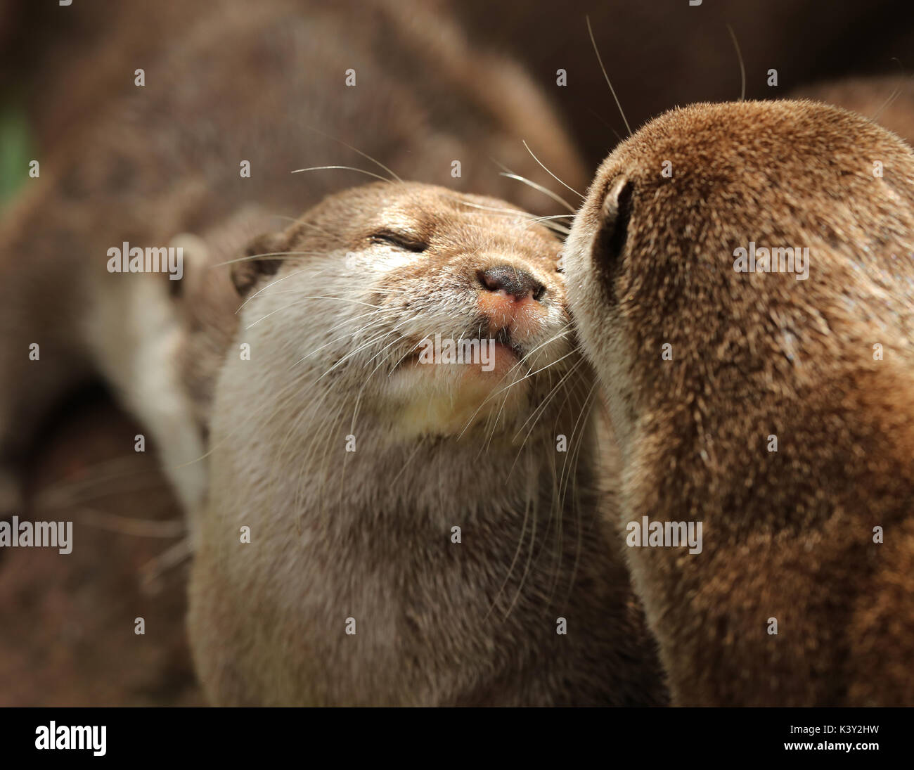 A pair of cuddling Oriental Short Clawed Otters Stock Photo