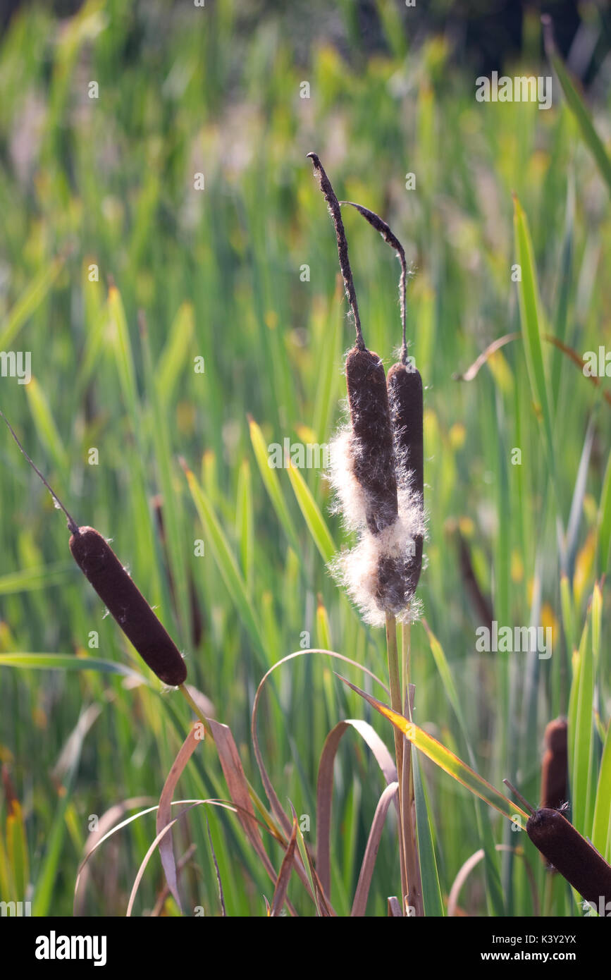 Water seed dispersal hires stock photography and images Alamy
